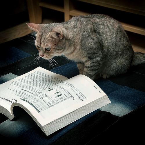 Котик с книгой