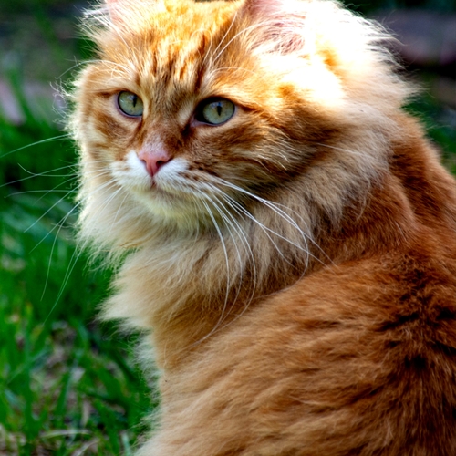 Photo #14060574