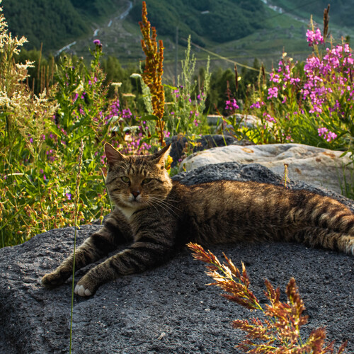 Photo #14060576