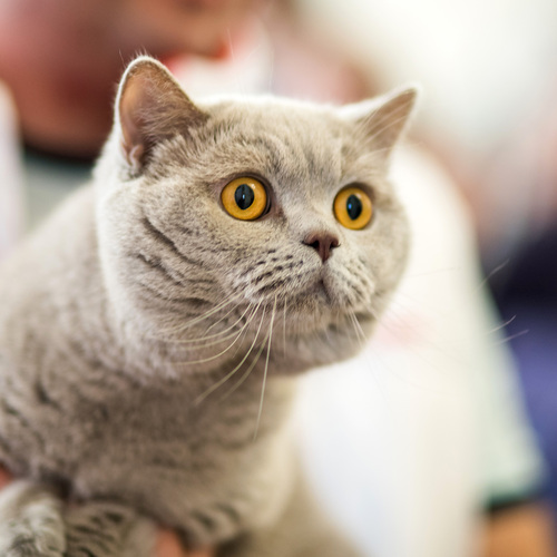 Photo #14060579