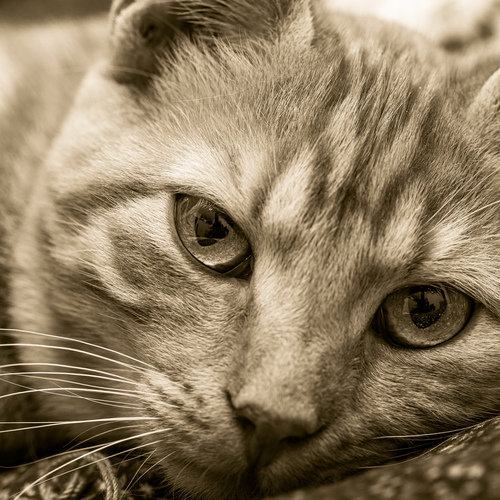 These eyes