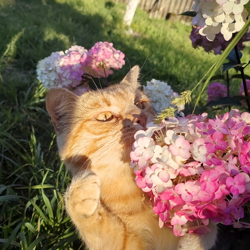 Photo #14060605