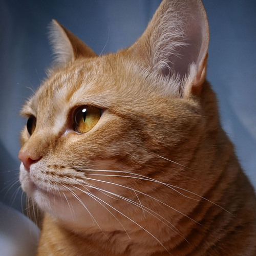 Photo #14060754