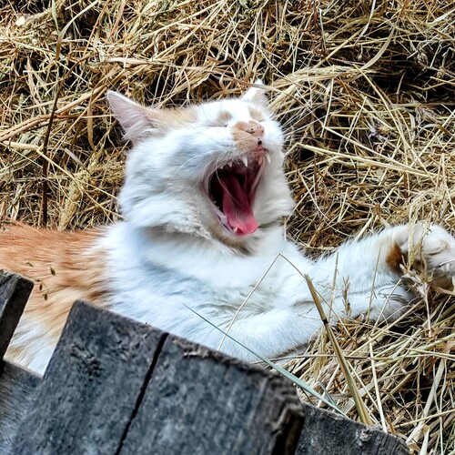 Photo #14060782
