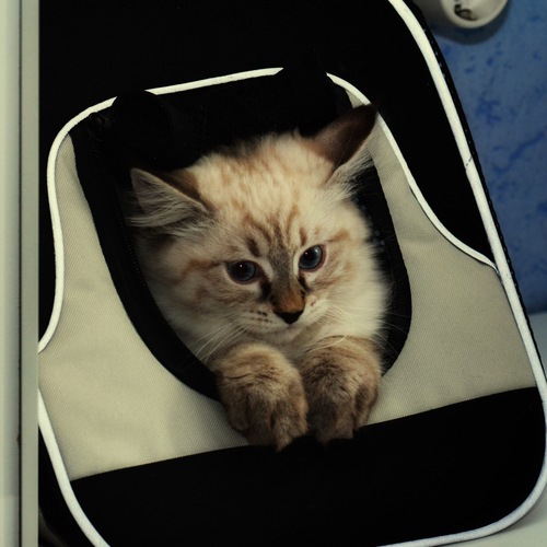 Photo #14060871