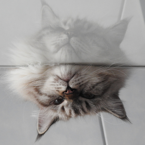 Photo #14060873