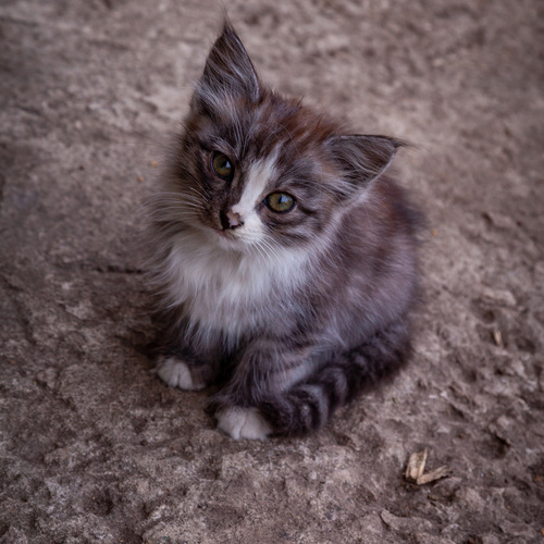 Photo #14060875