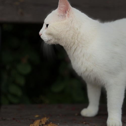 Photo #14060964