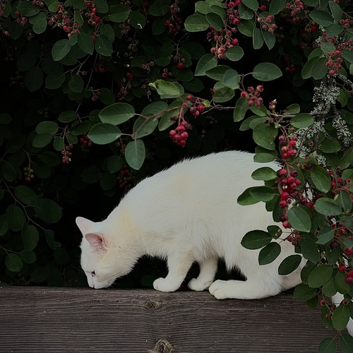 Photo #14060967
