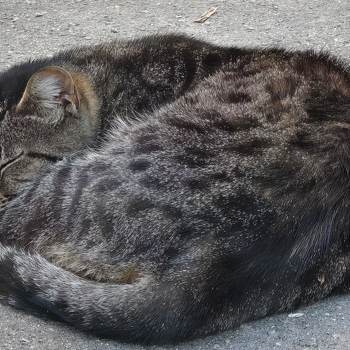 Photo #14060999