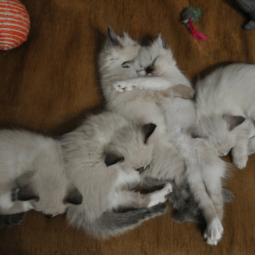 Photo #14061167