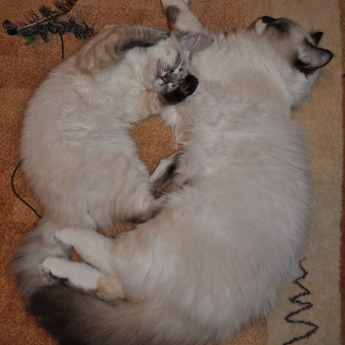 Photo #14061168