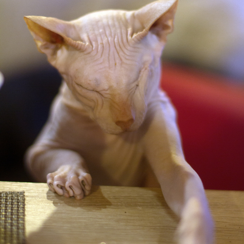 Photo #14061305