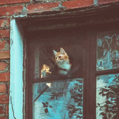 Photo #14061316