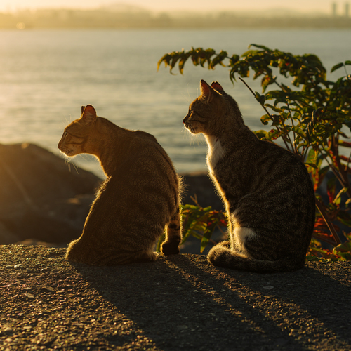 Photo #14061332