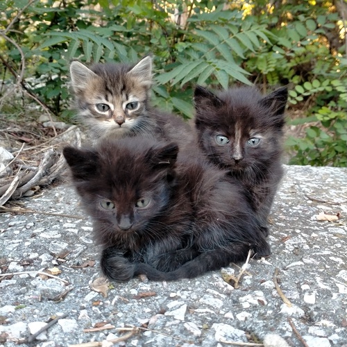 Photo #14061644