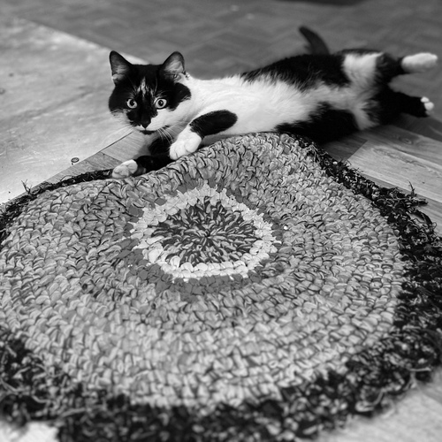 Photo #14061739