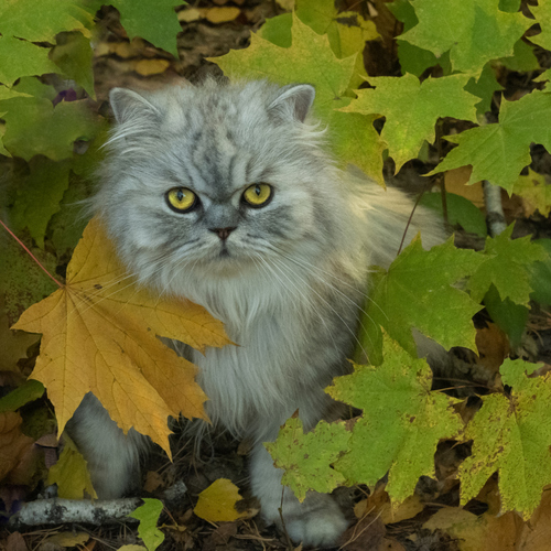 Photo #14061787