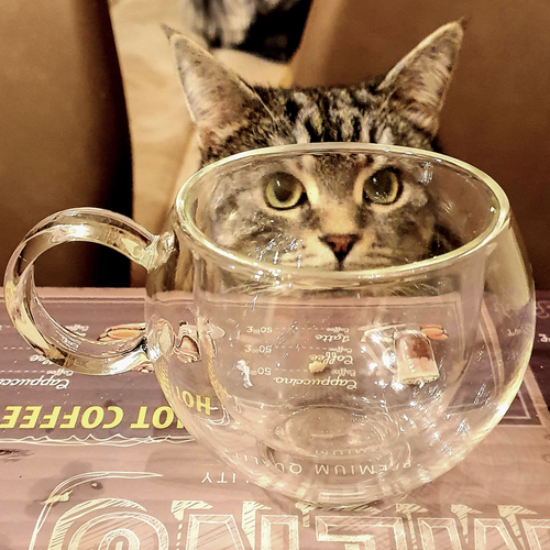 Photo #14061881