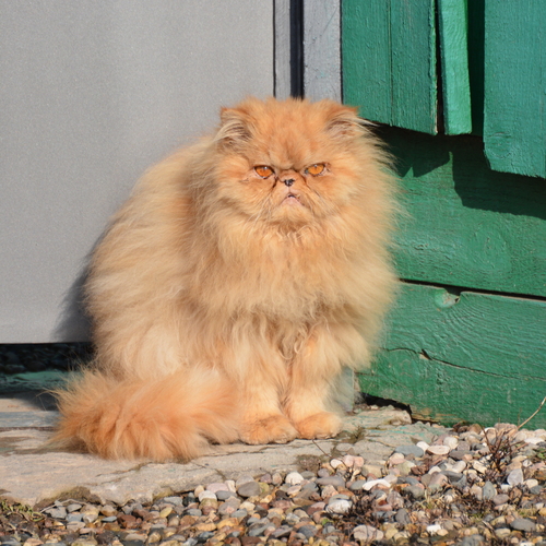 Photo #14061990