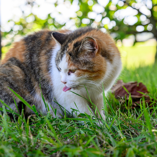 Photo #14062031
