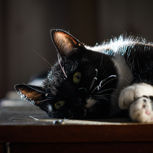 Photo #14062048