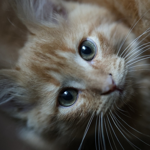 Photo #14062105