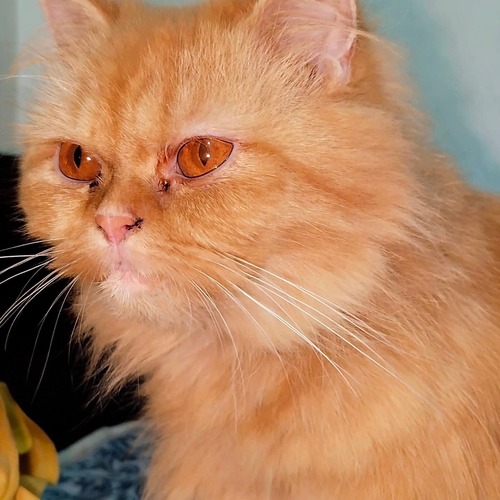 Photo #14062232