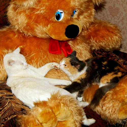 Photo #14062242