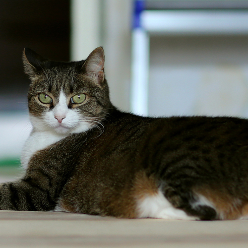 Photo #14062256