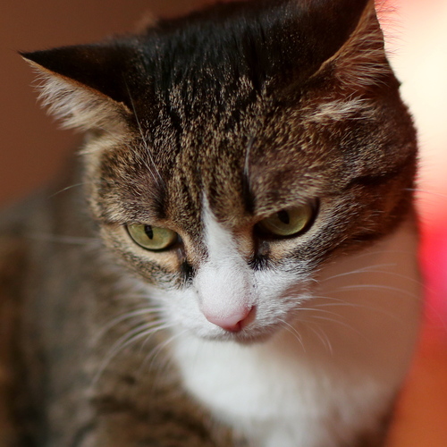 Photo #14062259