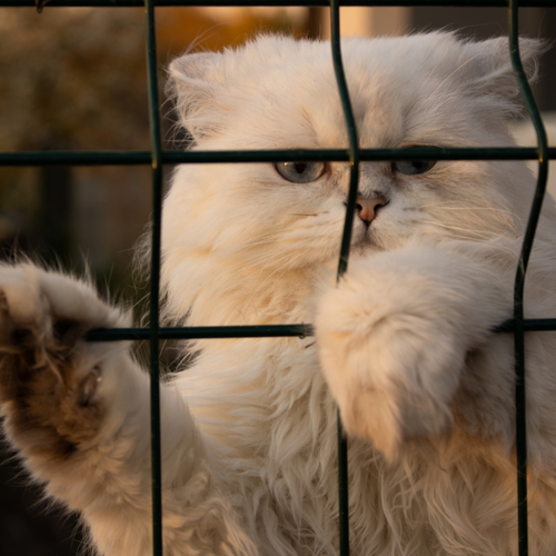 Captured
