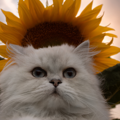 Sunflower King