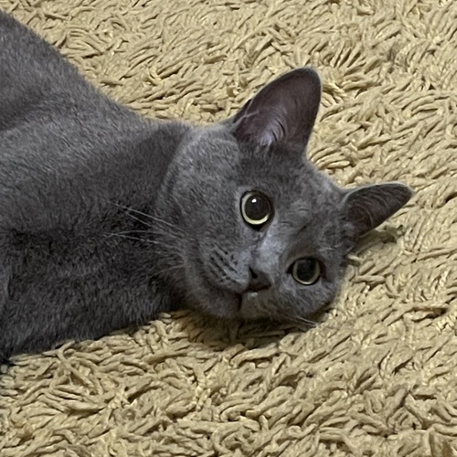 Photo #14062309