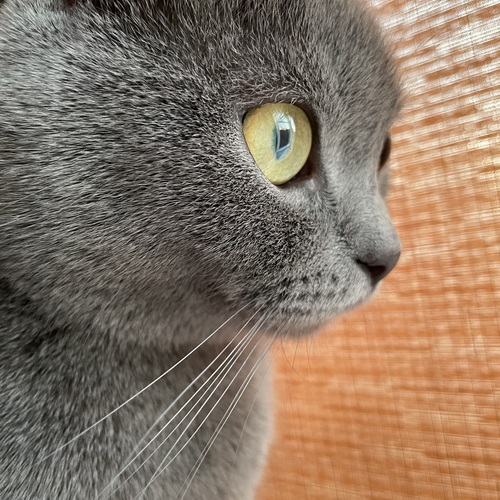 Photo #14062311