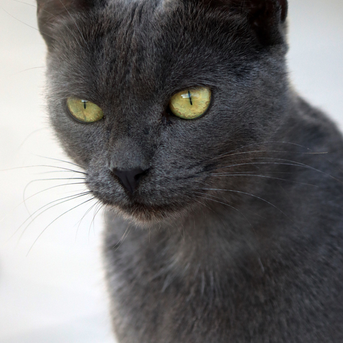 Photo #14062324