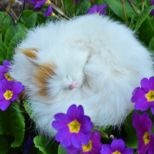Photo #14062367