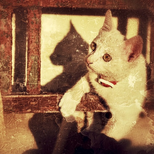 Photo #14062437