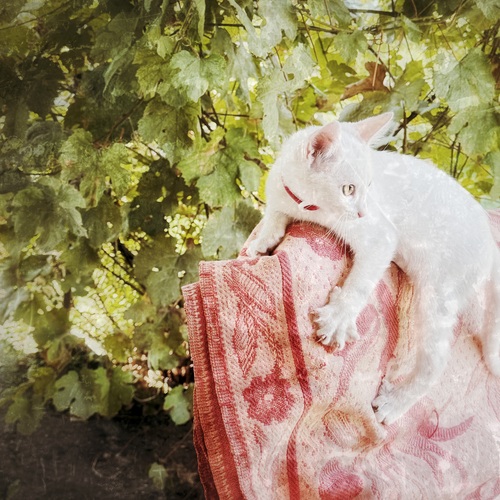 Photo #14062438