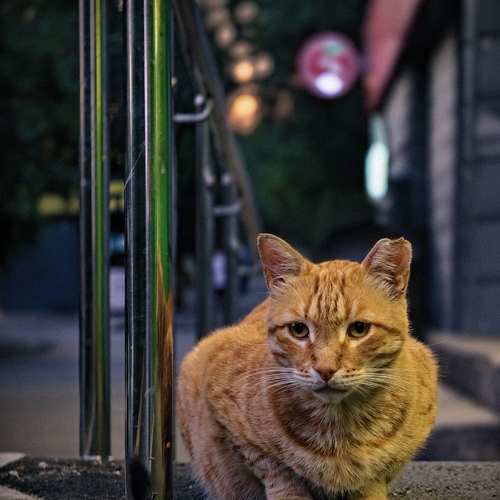 Photo #14062523
