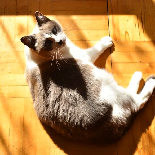 Photo #14062538