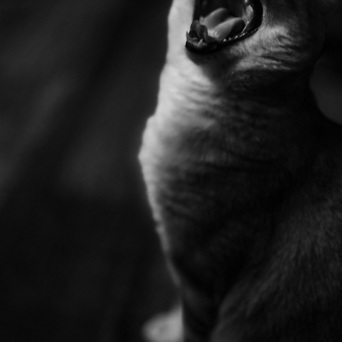 Photo #14062543