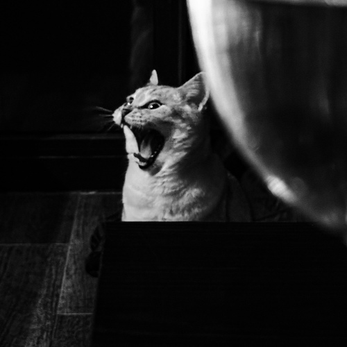 Photo #14062544