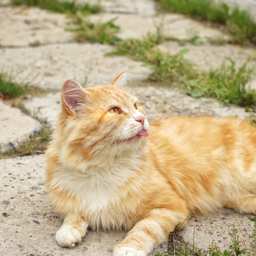 Photo #14062551