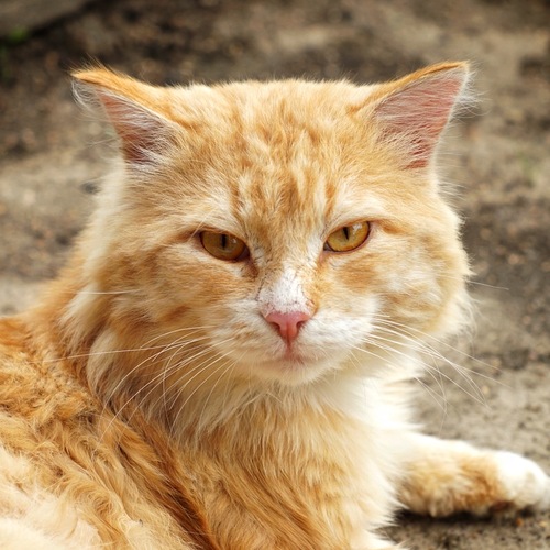Photo #14062553