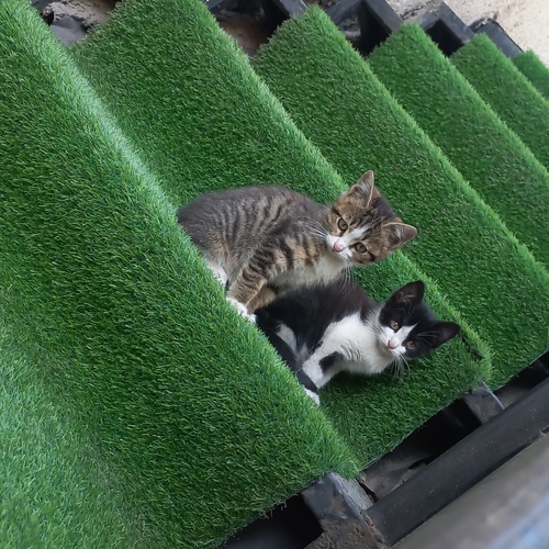 Photo #14062564