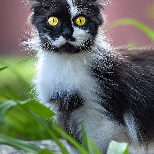 Photo #14062674