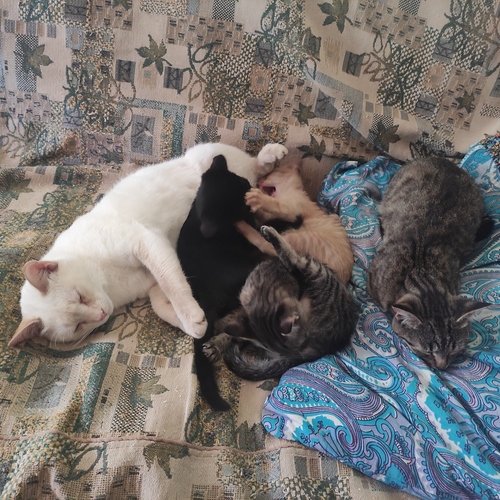 Photo #14062692