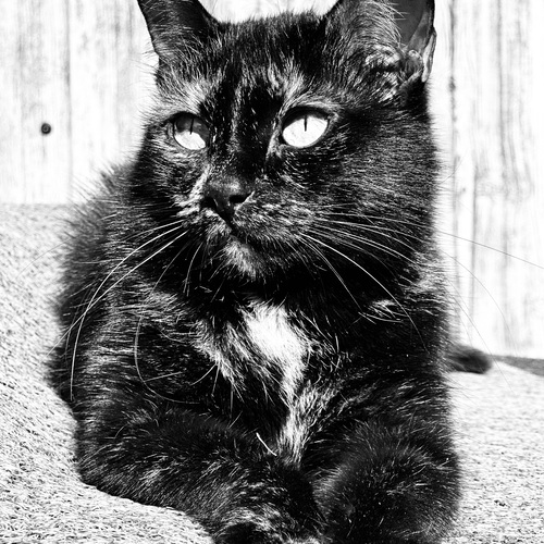 Photo #14062694