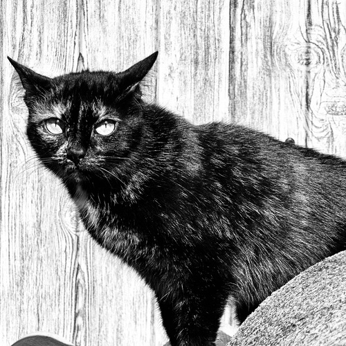 Photo #14062695